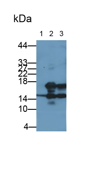 Monoclonal Antibody to Interleukin 7 (IL7)