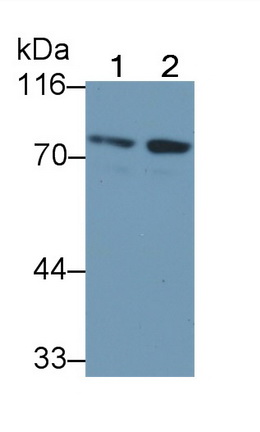 Monoclonal Antibody to Forkhead Box Protein P1 (FOXP1)