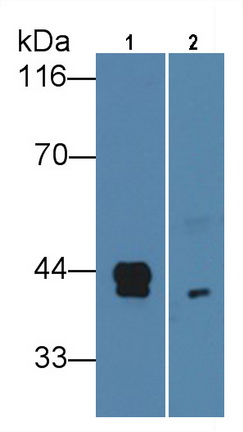 Monoclonal Antibody to Haptoglobin (Hpt)