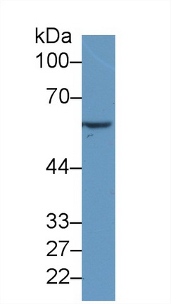 Monoclonal Antibody to Heat Shock Protein 60 (Hsp60)
