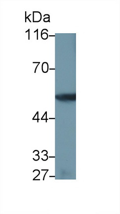 Monoclonal Antibody to Coagulation Factor IX (F9)