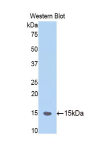 Monoclonal Antibody to Protease Activated Receptor 2 (PAR2)