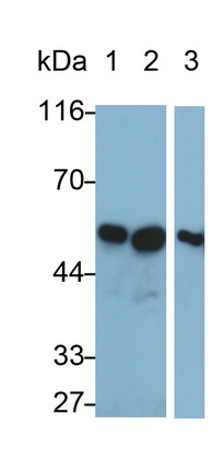 Monoclonal Antibody to Caspase 8 (CASP8)