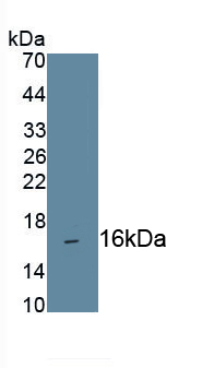 Monoclonal Antibody to Cluster Of Differentiation 160 (C<b>D160</b>)