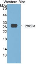 Monoclonal Antibody to Deoxyribonuclease I (DNASE1)