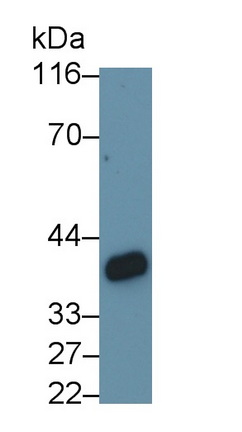 Monoclonal Antibody to Clusterin (CLU)
