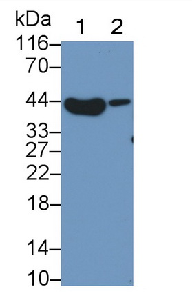 Monoclonal Antibody to Cytokeratin 19 (CK19)