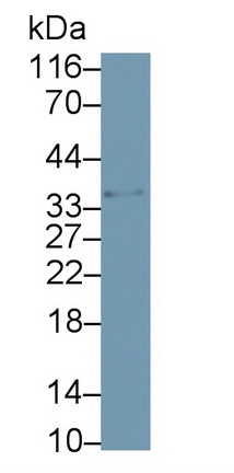 Monoclonal Antibody to Beta-1,3-Glucuronyltransferase 1 (b3GAT1)