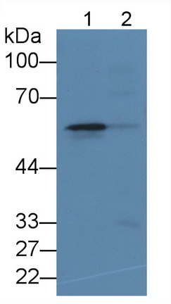 Monoclonal Antibody to 5-Lipoxygenase (5-LO)