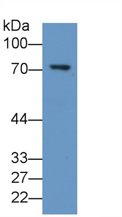 Monoclonal Antibody to 5-Lipoxygenase (5-LO)