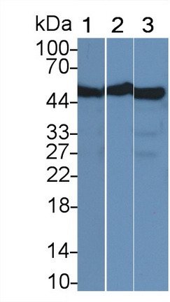 Monoclonal Antibody to Enolase 1 (ENO1)