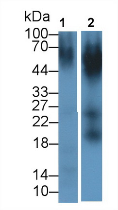 Monoclonal Antibody to Nectin 2 (NECTIN2)