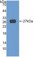 Monoclonal Antibody to A Disintegrin And Metalloprotease 17 (ADAM17)