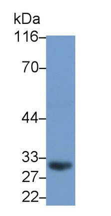 Monoclonal Antibody to Cluster Of Differentiation 23 (CD23)