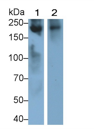 Monoclonal Antibody to Lymphocyte Antigen 75 (LY75)