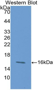 Monoclonal Antibody to Chemokine (C-X-C Motif) Ligand 27 (CCL27)