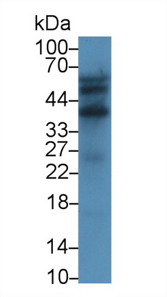 Monoclonal Antibody to C<b>D300</b> Antigen Like Family Member C (C<b>D300</b>c)