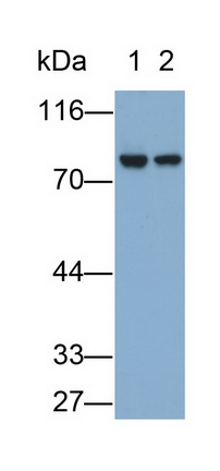 Monoclonal Antibody to Neprilysin (CD10)