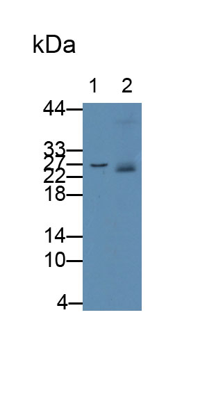 Monoclonal Antibody to S100 Calcium Binding Protein A8 (S100A8)