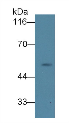 Monoclonal Antibody to Neuregulin 1 (NRG1)
