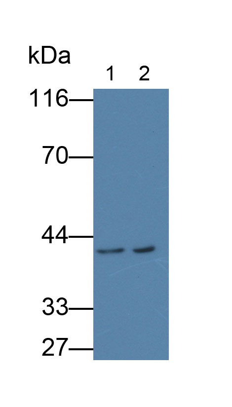 Monoclonal Antibody to Annexin A2 (ANXA2)