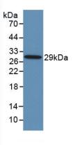 Monoclonal Antibody to Toll Like Receptor 8 (TLR8)