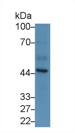 Monoclonal Antibody to Serpin A10 (SERPINA10)