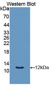 Monoclonal Antibody to Interferon Inducible T-Cell Alpha Chemoattractant (ITaC)