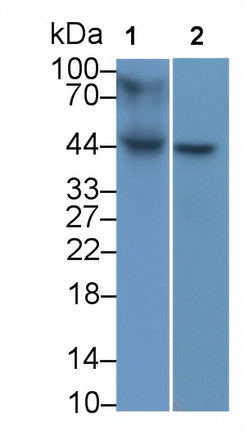 Monoclonal Antibody to Major Histocompatibility Complex Class I B (MHCB)