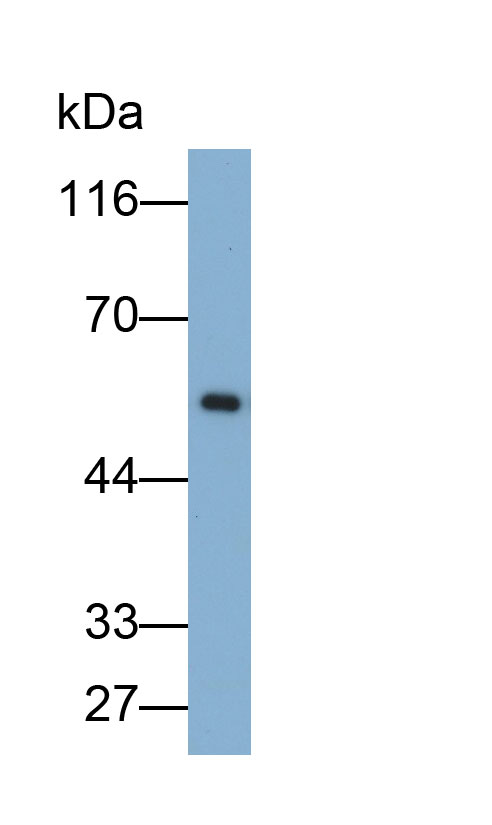 Monoclonal Antibody to Collagen Type IV Alpha 3 (COL4a3)