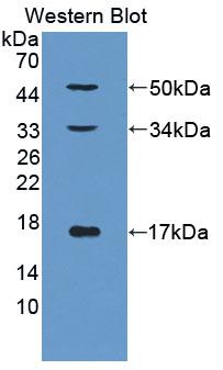 Monoclonal Antibody to Collagen Type X (COL10)