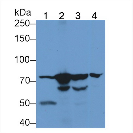 Monoclonal Antibody to Heat Shock 70kDa Protein 5 (HSPA5)