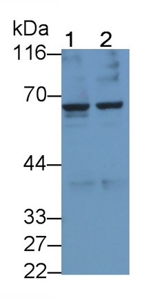 Monoclonal Antibody to Transmembrane Protease, Serine 2 (TMPRSS2)