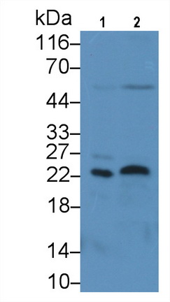Monoclonal Antibody to Fibroblast Growth Factor 13 (FGF13)