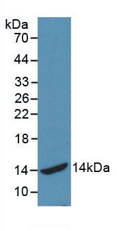 Monoclonal Antibody to Heat Shock 70kDa Protein 2 (HSPA2)