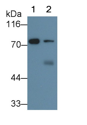Monoclonal Antibody to Cytochrome P450 Reductase (CPR)