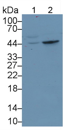 Monoclonal Antibody to Tryptophan-2,3-dioxygenase (TDO)
