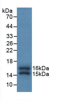 Monoclonal Antibody to FK506 Binding Protein 1A (FKBP1A)