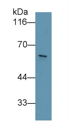 Monoclonal Antibody to Karyopherin Alpha 2 (KPNa2)