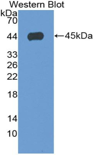 Monoclonal Antibody to Annexin A1 (ANXA1)