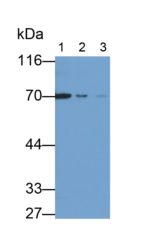 Monoclonal Antibody to Lamin B1 (LMNB1)