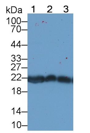 Monoclonal Antibody to Peroxiredoxin 2 (PRDX2)