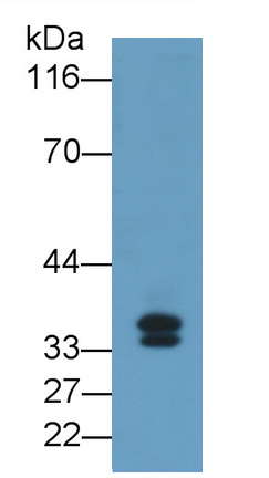 Monoclonal Antibody to Stanniocalcin 2 (STC2)