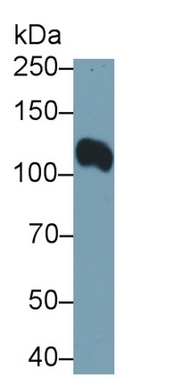Monoclonal Antibody to ATPase, Na+/K+ Transporting Alpha 1 Polypeptide (ATP1a1)