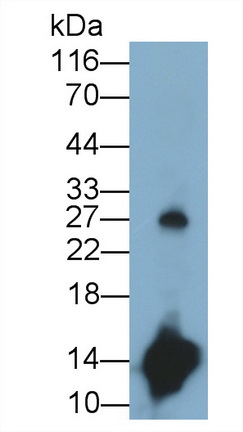 Monoclonal Antibody to Cystatin 4 (CST4)