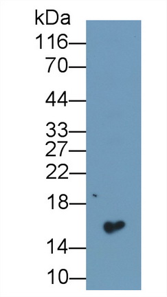 Monoclonal Antibody to Cystatin 1 (CST1)