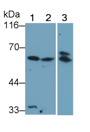 Monoclonal Antibody to Beclin 1 (BECN1)