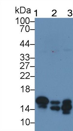 Monoclonal Antibody to Microtubule Associated Protein 1 Light Chain 3 Alpha (MAP1LC3a)
