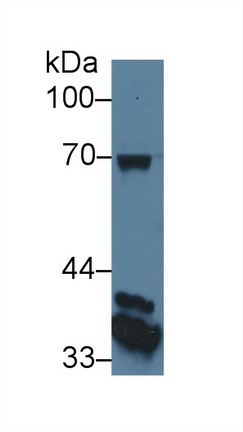 Monoclonal Antibody to CUB And Zona Pellucida Like Domains Protein 1 (CUZD1)