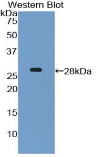 Polyclonal Antibody to Chemokine C-X3-C-Motif Ligand 1 (CX3CL1)